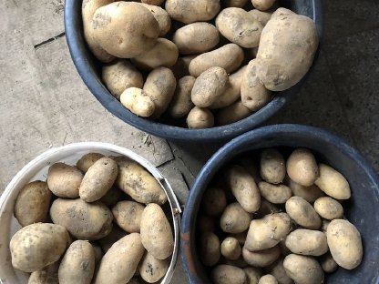 Futterkartoffeln