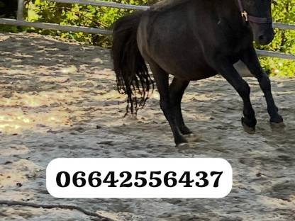 Bild 2:Thaddäus sucht neues zuhause