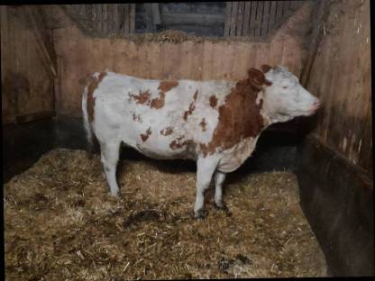 Bild 3:trächtige Fleckviehkalbinnen zu verkaufen