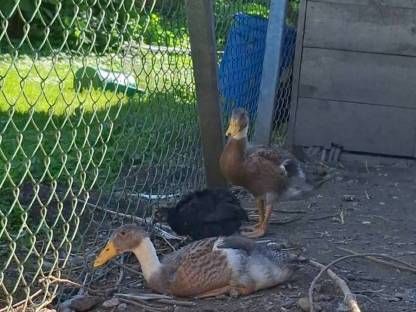 Bild 2:Junge Laufenten