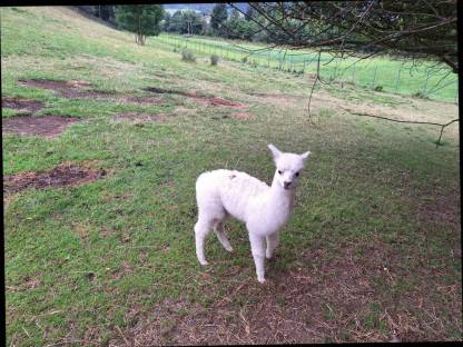 Bild 2:Alpaka-Stute mit Fohlen