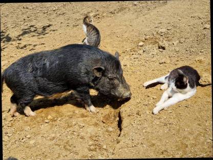 Bild 5:Micro- und Mini-Schweine