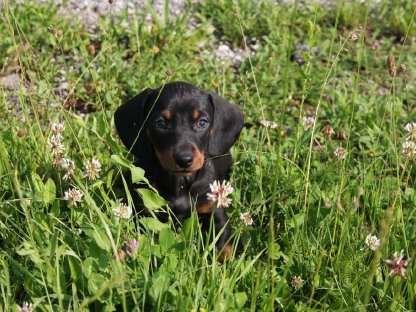 Bild 3:Standard Dackel Welpen suchen oh Traumzuhause
