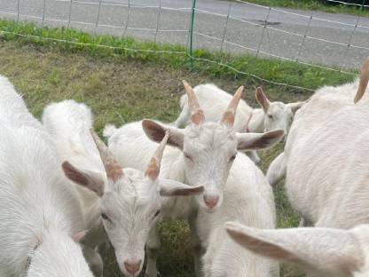 Bild 5:2 Ziegenböcke zu verkaufen