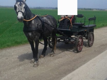 Bild 2:Kutsche wetterfest