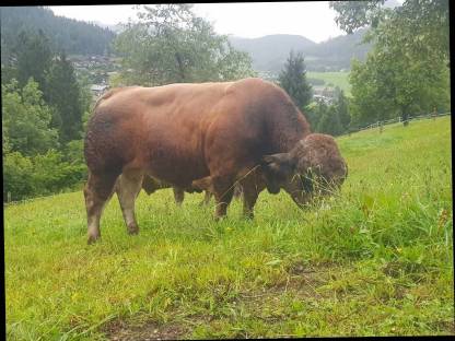 Bild 5:Aubrac Jungstiere