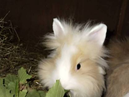 Bild 2:Angora zwerg hasen