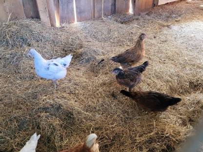 Bild 3:Junge Legehühner Bio