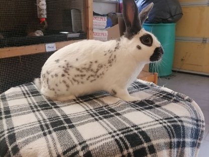 Bild 2:Englischer Schecken Rammler Kaninchen