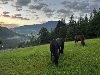 Einstellplätze für Stutfohlen frei