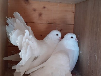 2 Paar weiße Pfautauben