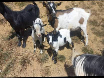 Bild 3:Minizwergziegenpärchen