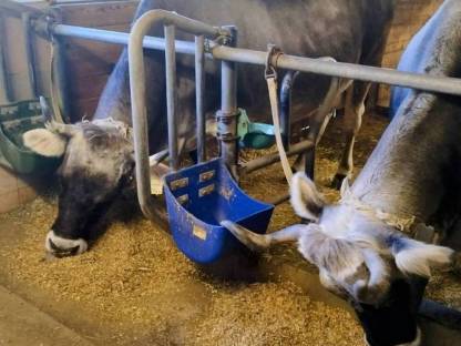 Bild 2:Suche Grauviehkuh