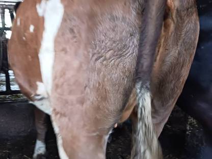 Bild 3:FV Kalbin tragend