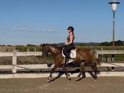 Bild 3:Bildhübsches Verlasspferd