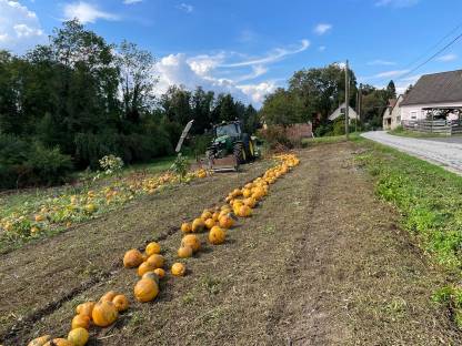 Bild 2:Kürbiskerne Top Qualität
