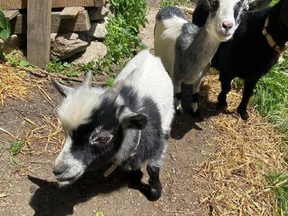 Bild 3:Mini Zwergziegenbock