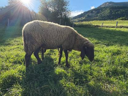 Braunes Bergschaf