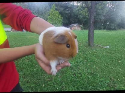 Meerschweinchen