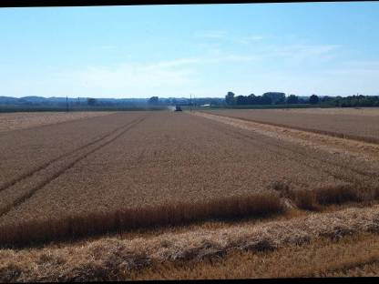Bild 2:Weizen, Futterweizen