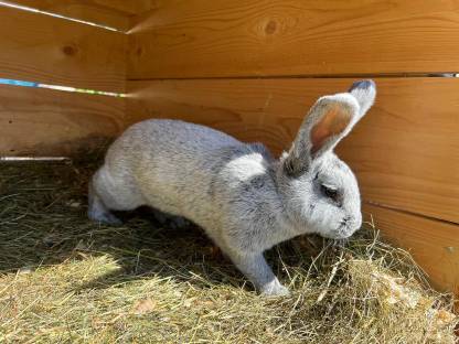 Bild 2:Helle Großsilber Jungtiere