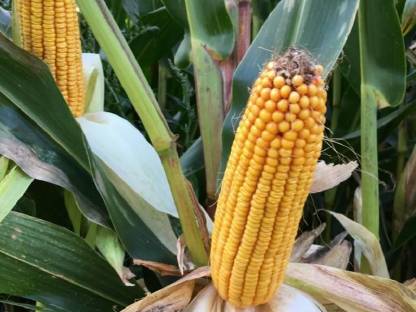 Bild 4:Silo Mais Ballen Kärnten Ernte 2025