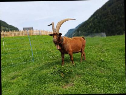 Bild 5:Aosta Böcke