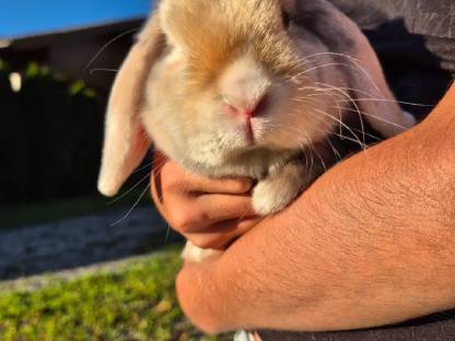 Bild 4:Häsin sucht partner