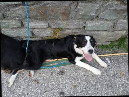 Bild 5:Border Collie Welpen aus Top Arbeitslinie