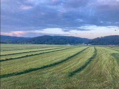 Bild 3:Siloballen 2. und 4. Schnitt