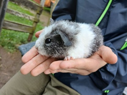 US-Teddy Meerschweinchen