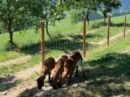 Kamerunschaf