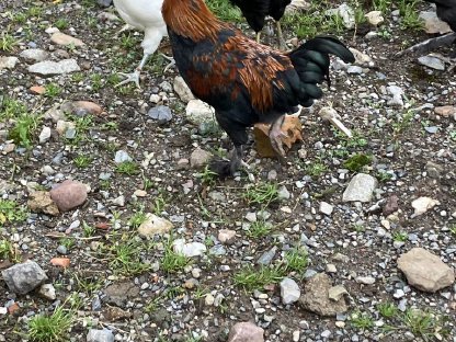 Bild 2:Hahn zu verschenken