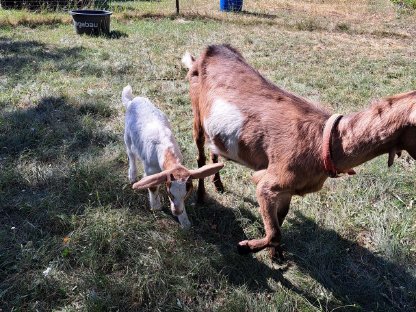 Ziege mit Bock zu verkaufen