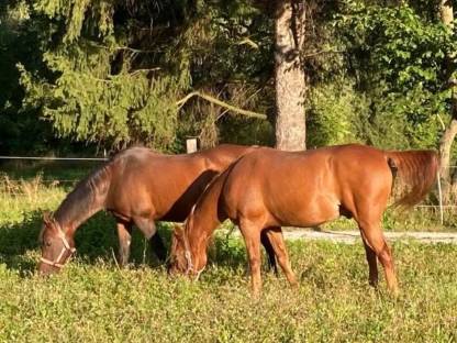 Bild 5:Vollblutaraberstute braun mit einem Herz aus Gold