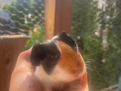 Bild 2:Meerschweinchen