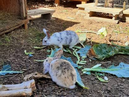 Bild 4:Zwergkaninchen Mädels