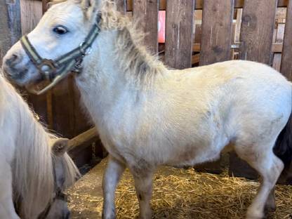 Pony
