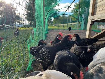 Bild 3:Barnevelder Junghähne