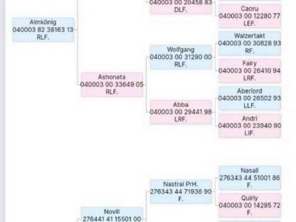 Bild 6:Haflinger Hengstfohlen Amigo