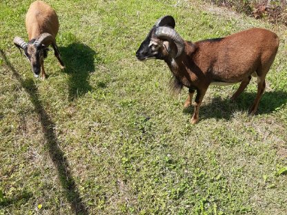 Verkaufe Kamerun-Bock