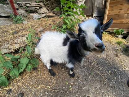 Bild 2:Mini Zwergziegenbock
