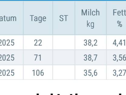 Bild 2:Jungkuh/Fleckviehkuh