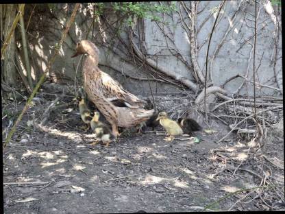 Bild 6:Junge Laufenten