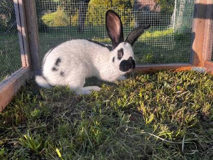 Bild 4:Deutscher Riesenschecke reinrassig