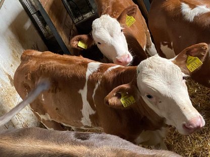 Bild 5:FV Zuchtkälber