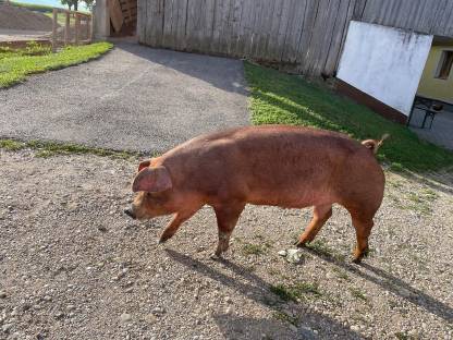 Bild 2:Duroc-Jungsauen
