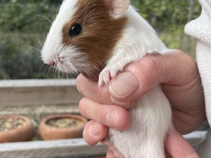 Meerschweinchen