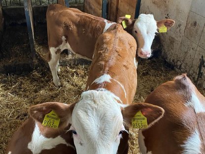 Bild 4:FV Zuchtkälber