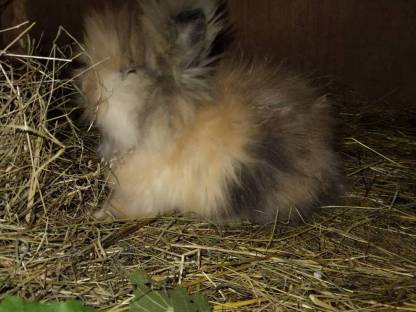 Bild 5:Angora zwerg hasen